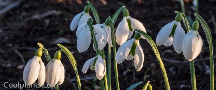 Galanthus plicatus 'Lord Lieutenant' plant