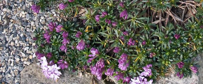 Daphne arbuscula plant