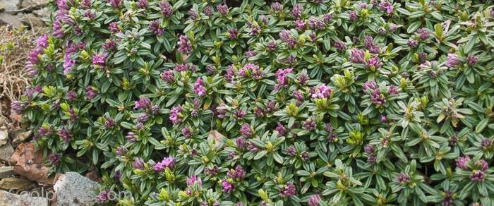 Daphne x susannae 'Cheriton' plant