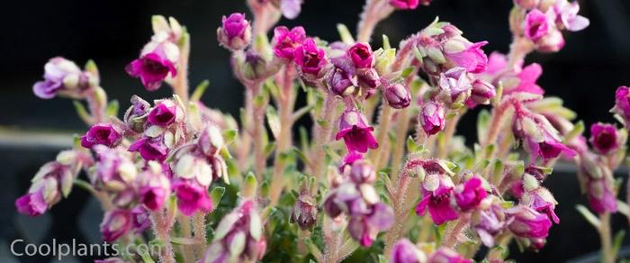 Saxifraga 'Grace Farwell' plant