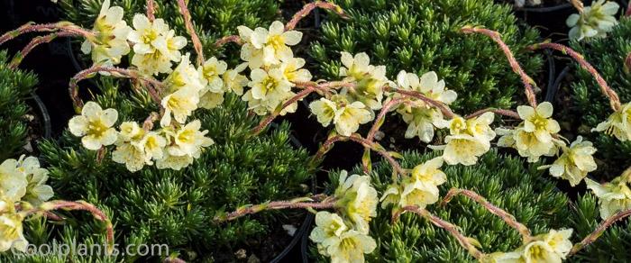 Saxifraga 'Boston Spa' plant