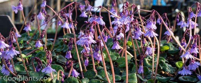 Soldanella montana plant