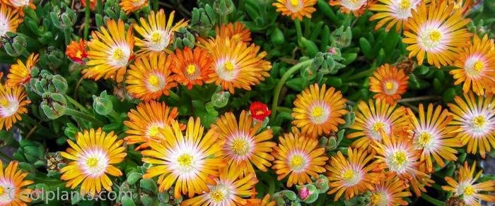 delosperma-jewel-of-desert-topaz Delosperma 'Jewel of Desert Topaz' plant