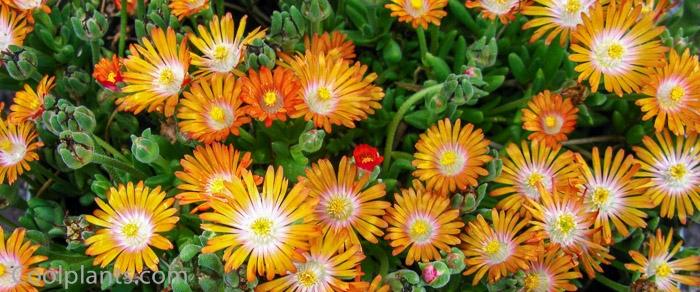 Delosperma 'Jewel of Desert Topaz' plant