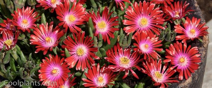 Delosperma 'Jewel of Desert Garnet' plant