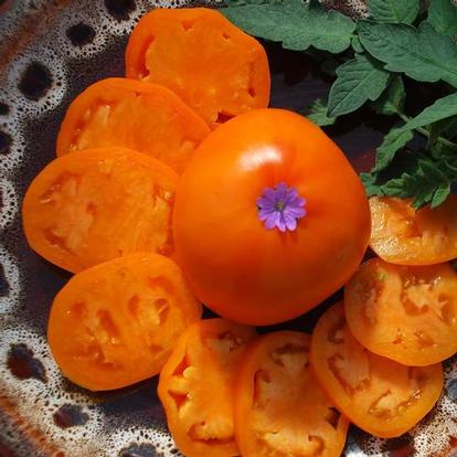 Solanum lycopersicum 'Nebraska Wedding' plant