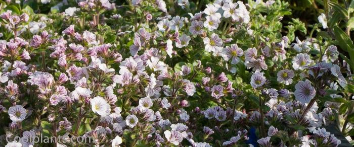 Gypsophila cerastioides plant