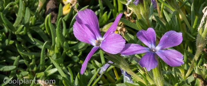 Phlox kelseyi plant