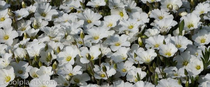 Arenaria montana plant