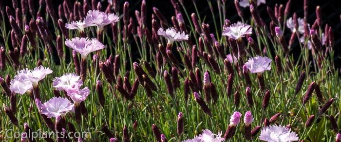 Dianthus 'Whatfield Wisp' plant