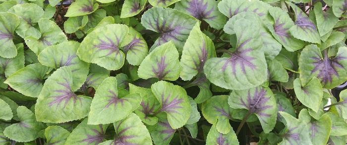 Viola 'Heartthrob' plant
