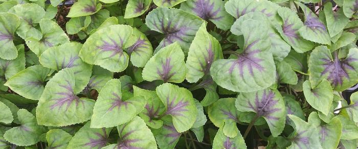 viola-heartthrob Viola 'Heartthrob' plant