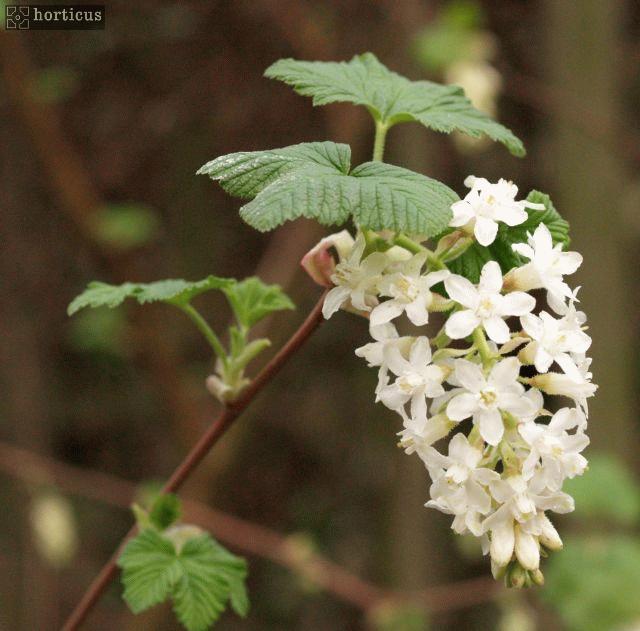 Ribes sanguineum 'White Icicle' plant