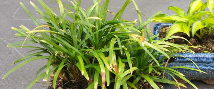 Ophiopogon japonica 'Minor' plant