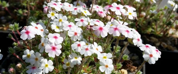 Androsace villosa var. jacquemontii pink-flowered plant