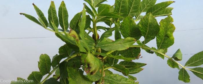 Fraxinus excelsior 'Abiona' plant