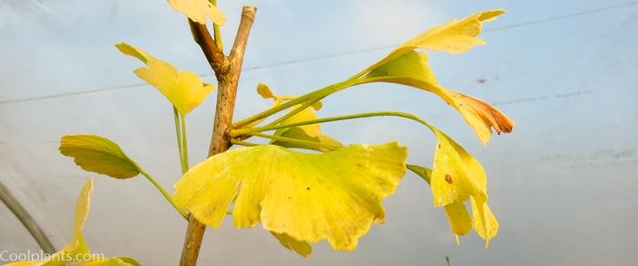 Ginkgo biloba 'Simon' plant