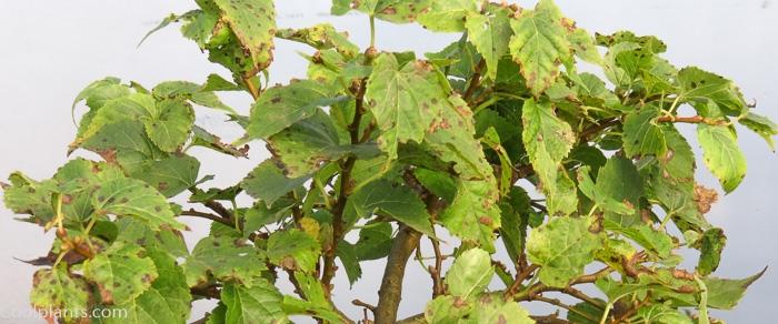 Tilia platyphyllos 'Belvedere' plant