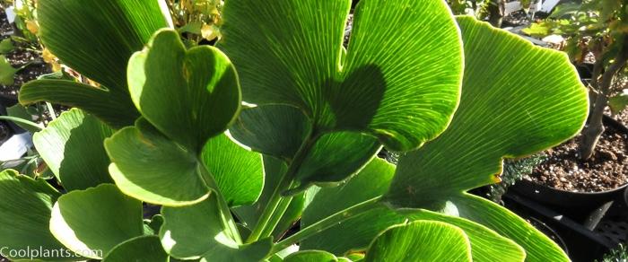 Ginkgo biloba 'Jade Butterfly' plant