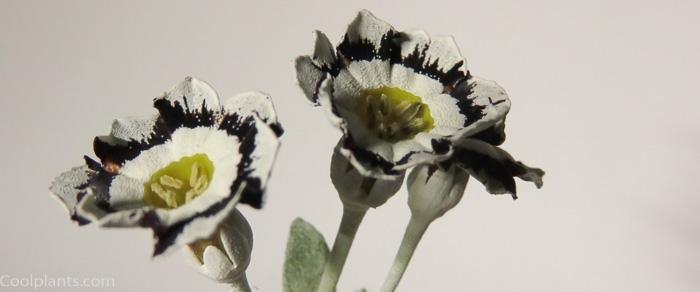 Primula auricula 'Alois' plant