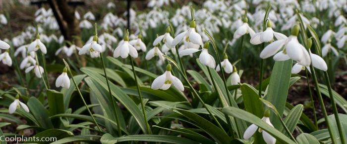 Galanthus woronowii tall form plant