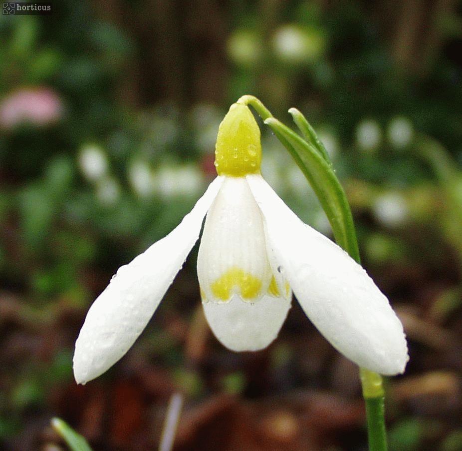 Galanthus nivalis Sandersii Group 'Lowick' plant