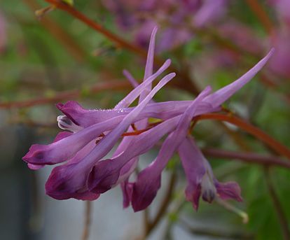 Corydalis 'Blackberry Wine' plant