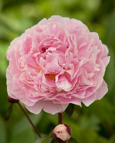 paeonia-ld-sarah-bernhardt Paeonia (LD) 'Sarah Bernhardt' plant