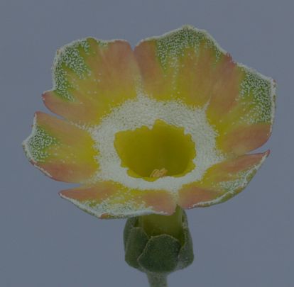 Primula auricula 'Lord Saye and Sele' plant