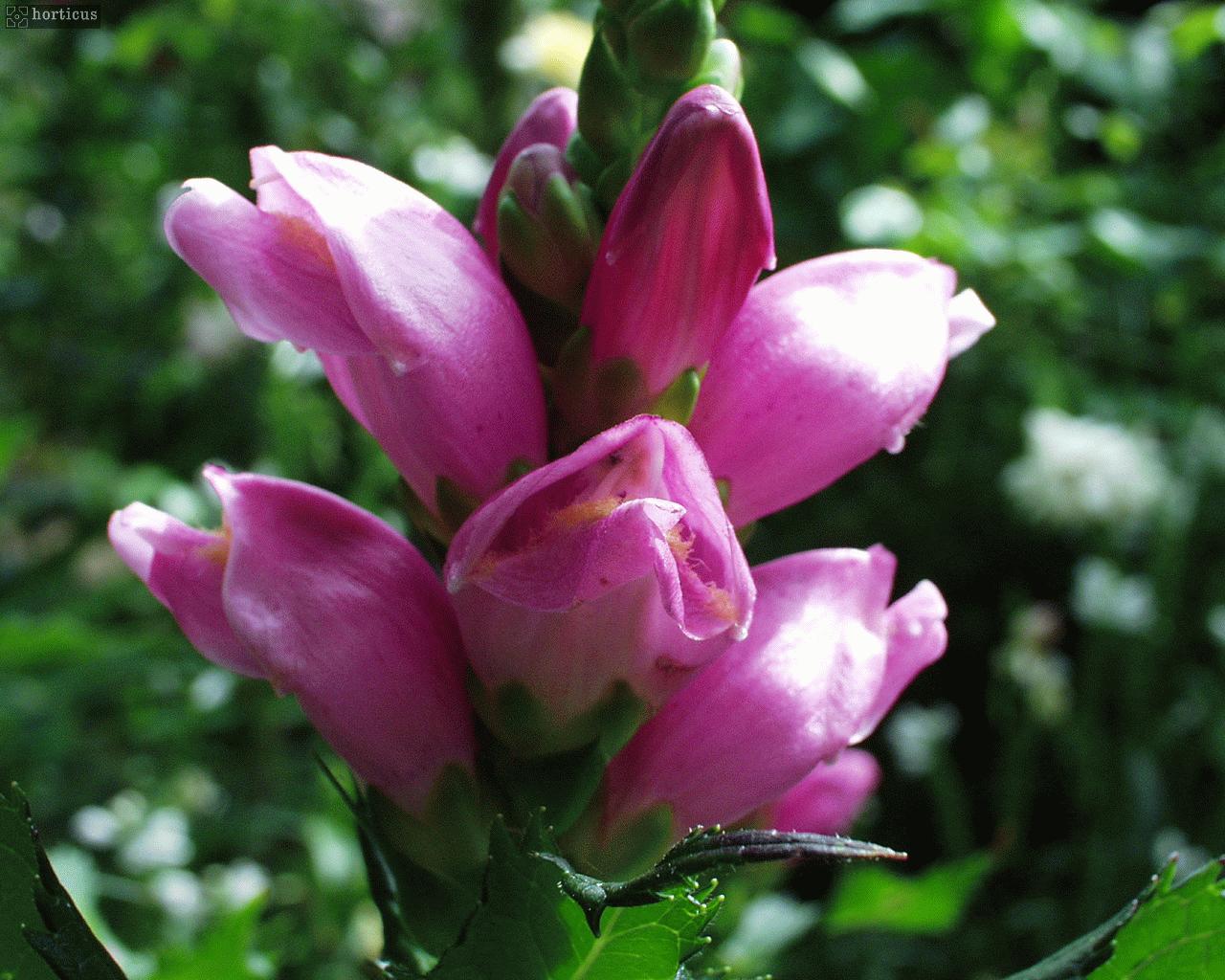 Chelone obliqua plant