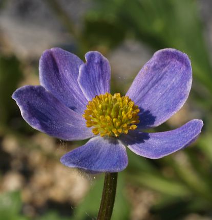 Anemone trullifolia plant