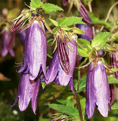 Campanula 'Sarastro' plant