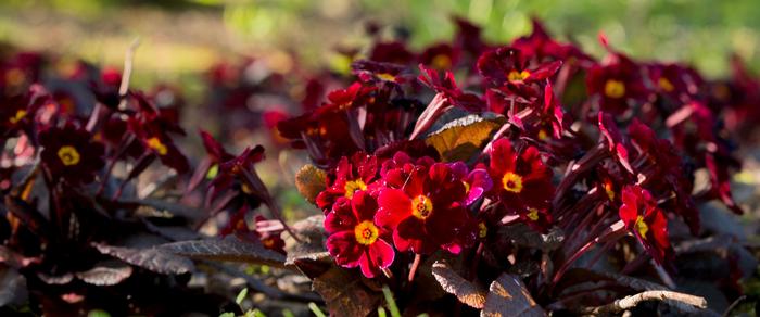 Primula 'Innisfree' plant