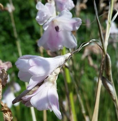 Dierama 'Guinevere' plant