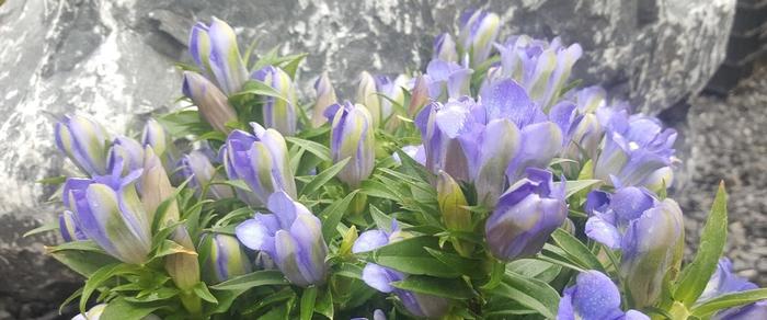 Gentiana scabra 'Blue Heart' plant