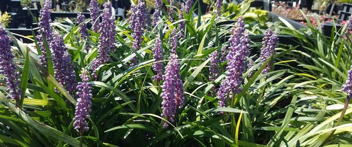 Liriope muscari 'Moneymaker' plant