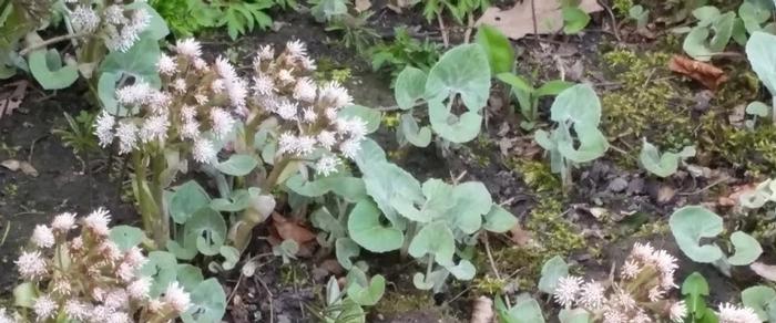 Petasites paradoxus plant