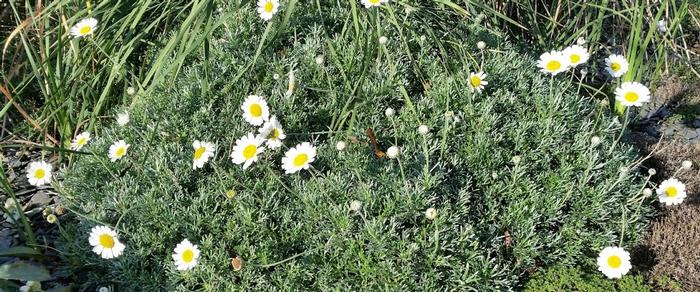 Rhodanthemum hosmariense plant