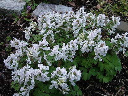 Corydalis solida 'White Swallow' plant