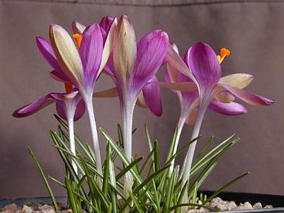 Crocus tommasinianus 'Claret' plant