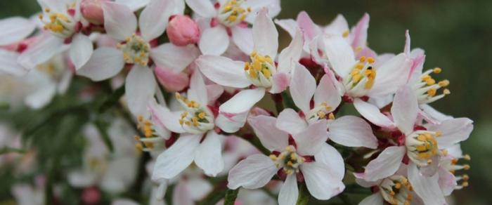 Choisya ternata 'Apple Blossom' plant