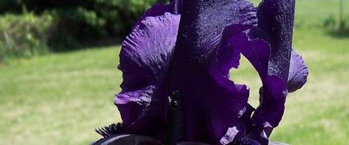 Iris germanica 'Night Owl' plant