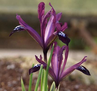 Iris reticulata 'Purple Gem' plant