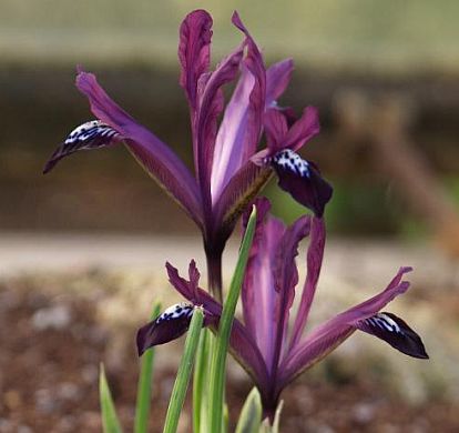 iris-reticulata-purple-gem Iris reticulata 'Purple Gem' plant