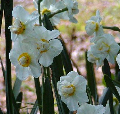 Narcissus 'Cheerfulness' plant