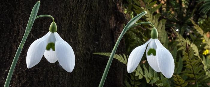 Galanthus 'Dodo Norton' plant