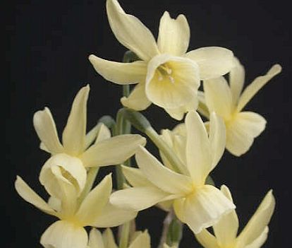 narcissus-hawera Narcissus 'Hawera' plant