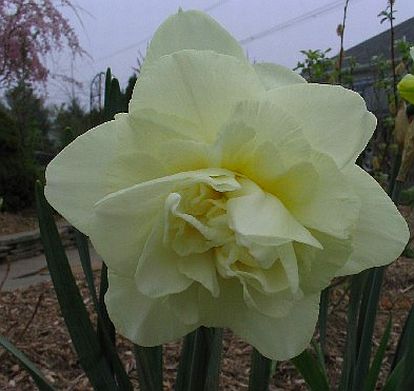 Narcissus 'Obdam' plant