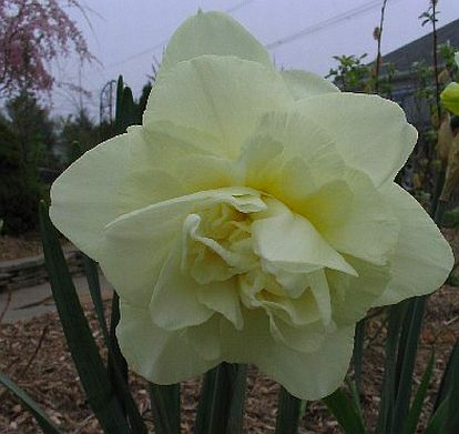 narcissus-obdam Narcissus 'Obdam' plant