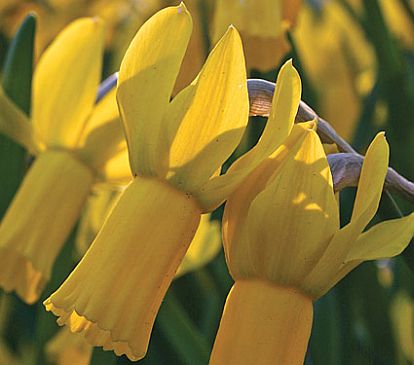 Narcissus 'Rapture' plant